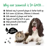 Plaque-Remover-Paw-Points